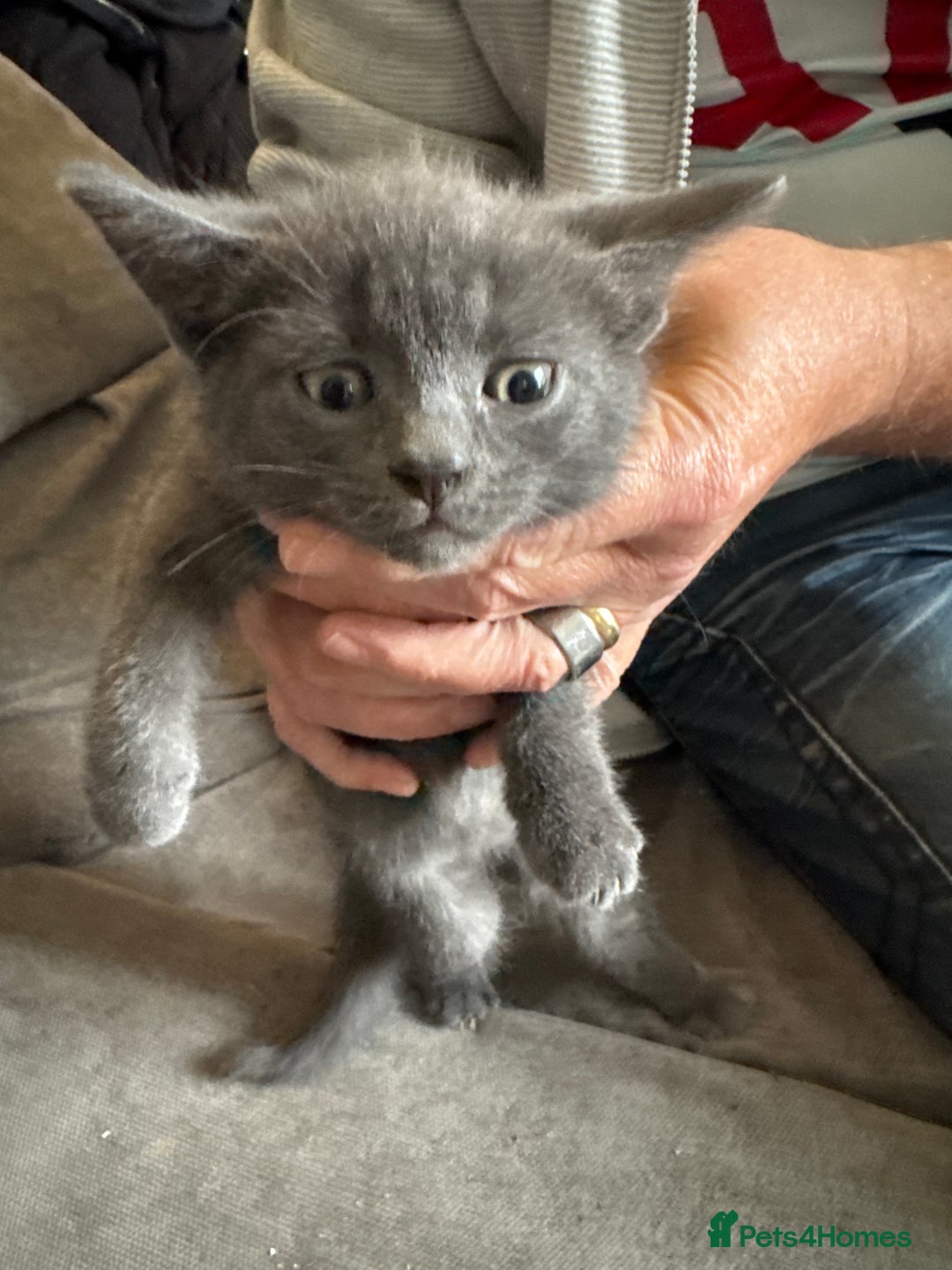 Mixed Breed cats for sale: Kitten  - Image 1