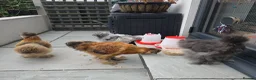 Chickens poultry for sale: Silkie chickens - Advert 1