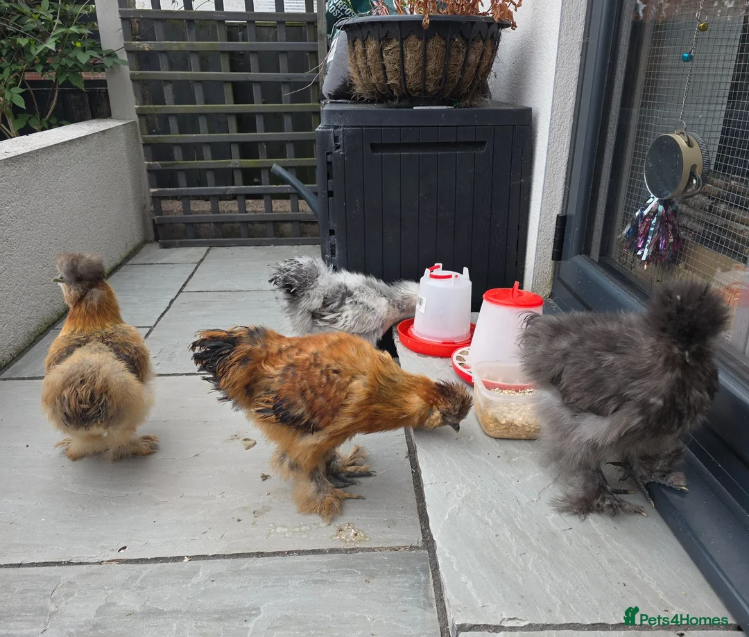 Chickens poultry for sale: Silkie chickens - Advert 1
