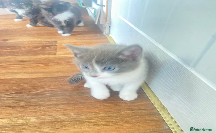 Ragdoll cats for sale - Advert 2