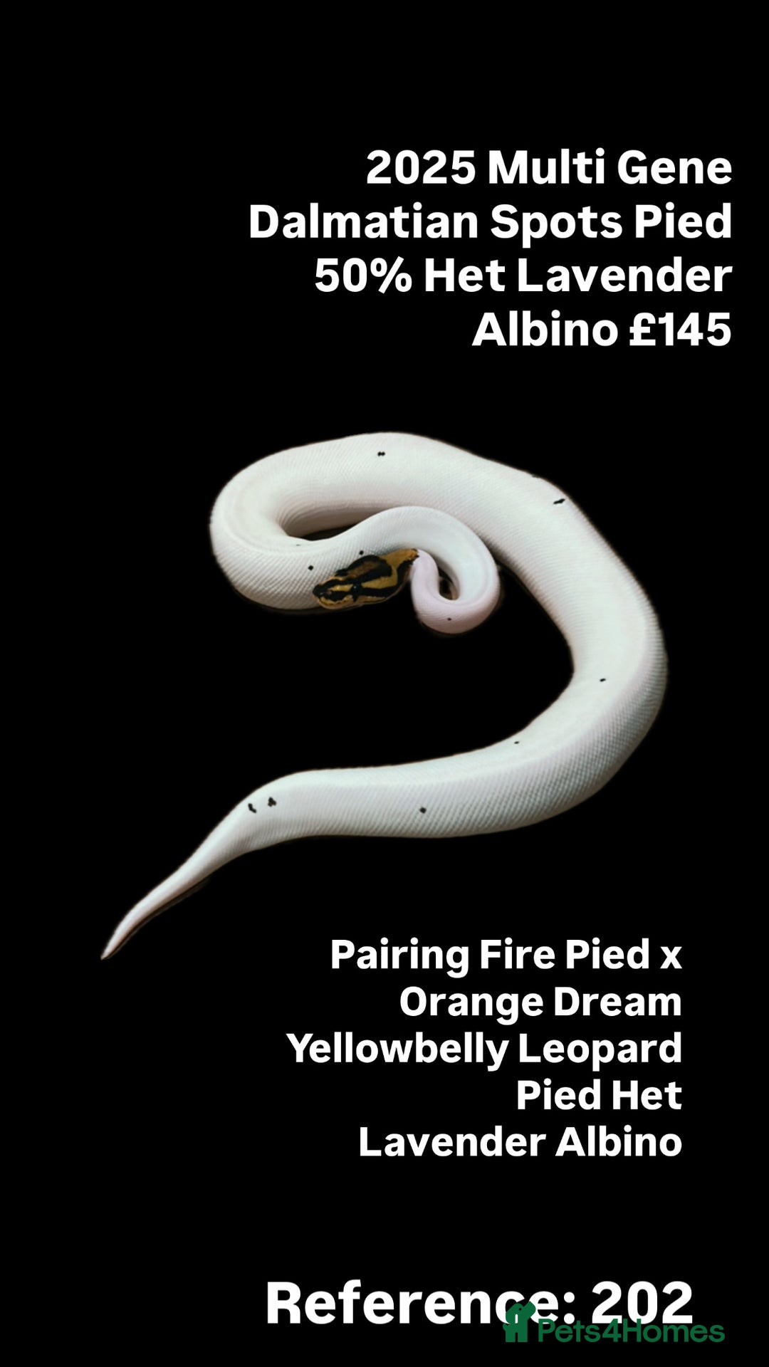Python Snake reptiles for sale: Various 2025 & 2024 Pied Ball Pythons Royal Snake - Image 6