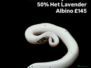 Python Snake reptiles - Advert 13
