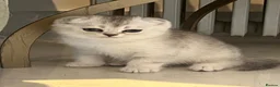 Scottish Fold cats for sale: Pure Scottish Fold  - Advert 10