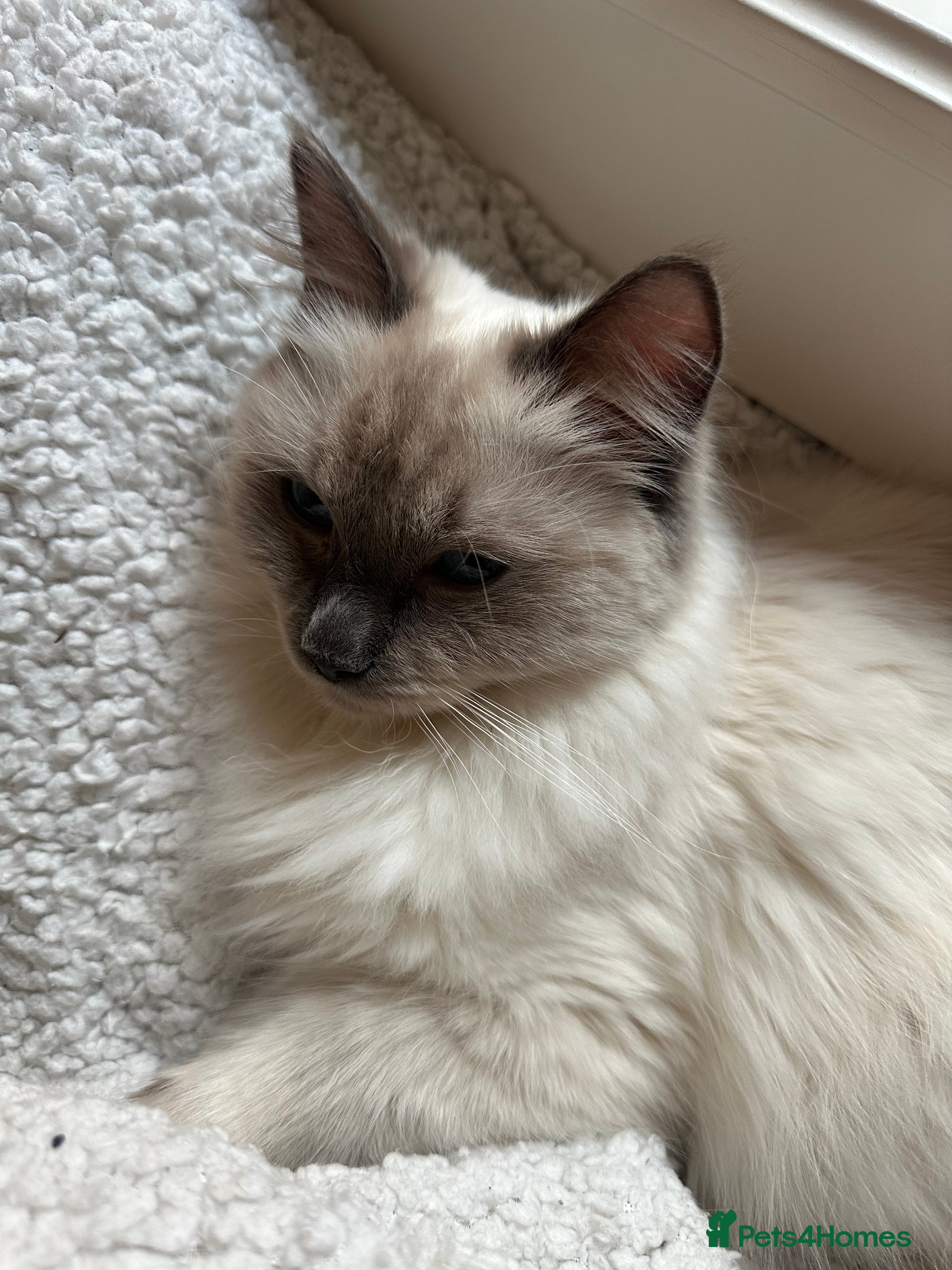 Ragdoll cats Affectionate Ragdoll Boy needing forever home - Advert 16