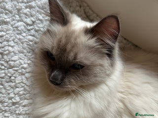 Ragdoll cats Affectionate Ragdoll Boy needing forever home - Advert 3