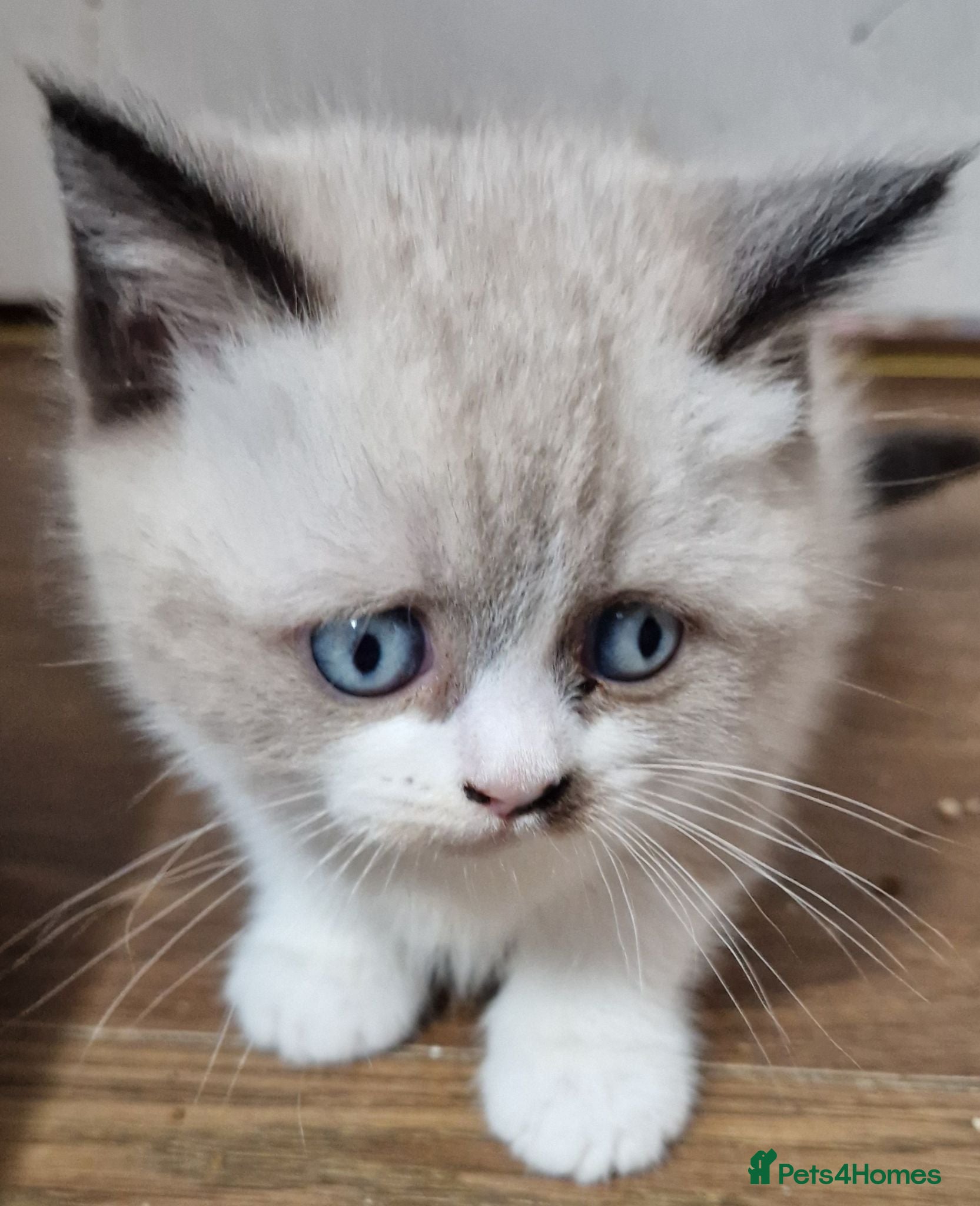 British Shorthair cats British Shorthair Exotic Kittens - Advert 2