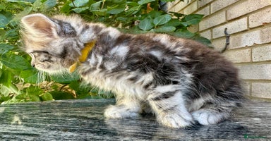 Maine Coon cats - Advert 3