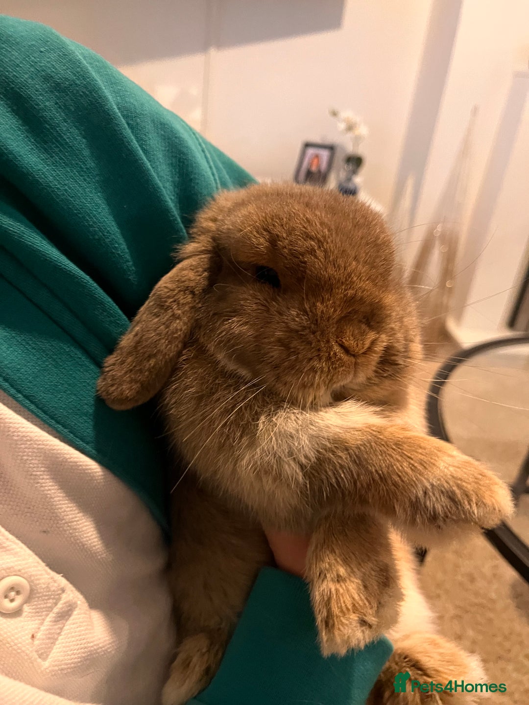 Mini Lop rabbits for sale: Mini lop bunny (honey) - Advert 4