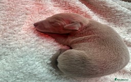 Italian Greyhound dogs for sale: 1 KC reg boy available  - Image 4