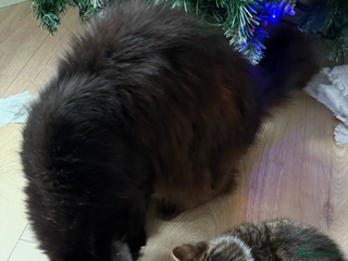 Mixed Breed cats Kittens - Advert 1