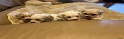 Maltipoo dogs for sale: Stunning little Maltipoo puppies  - Advert 5