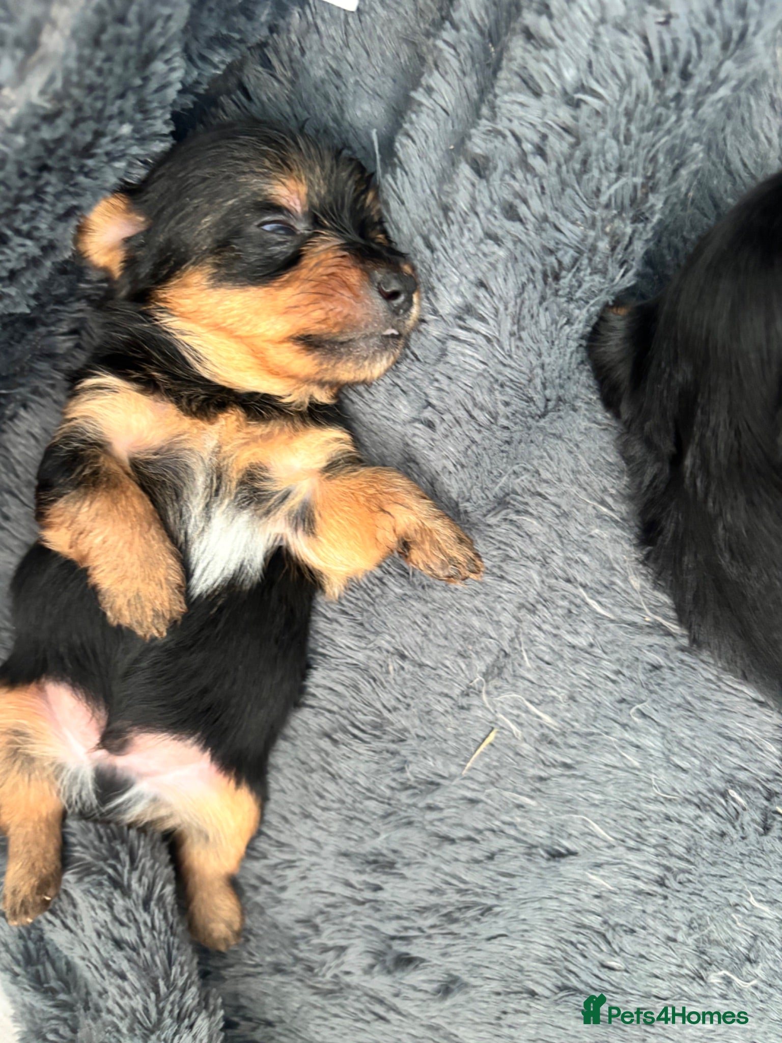 Yorkshire Terrier dogs Beautiful Yorkshire terrier puppies 🐶  - Advert 8