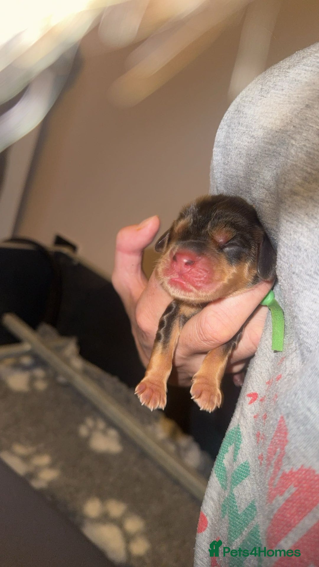 Cocker Spaniel dogs for sale: KC Reg Show Cocker Spaniel Puppies  - Advert 17