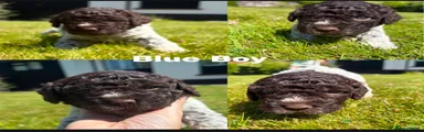 Lagotto Romagnolo 3