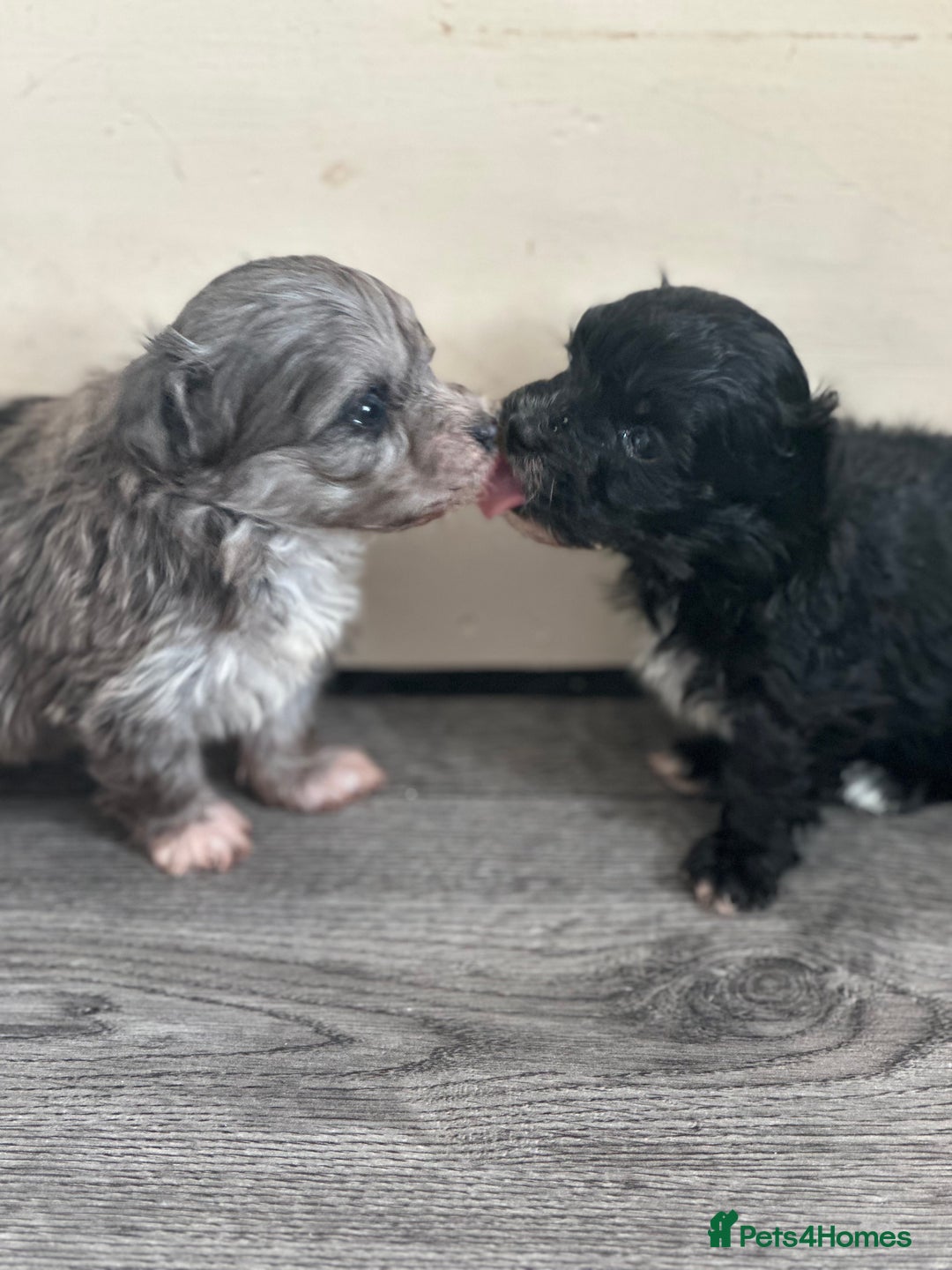 Maltipoo dogs for sale: F1 Toy Maltipoos - Advert 21