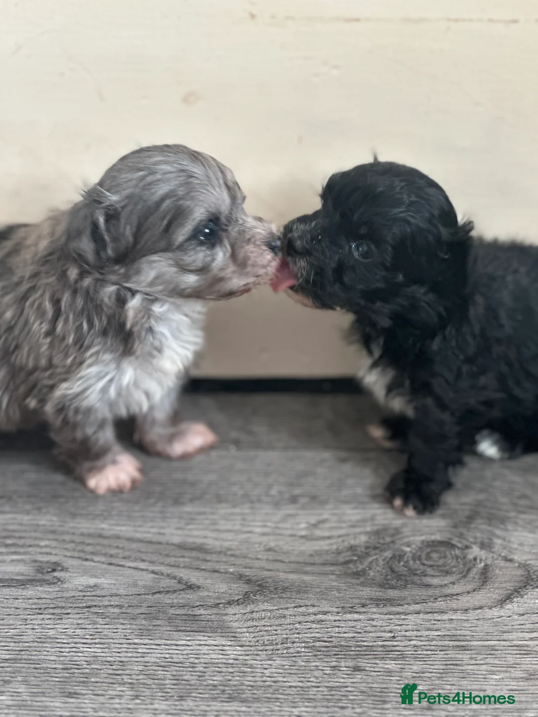 Maltipoo dogs for sale: F1 Toy Maltipoos - Advert 23