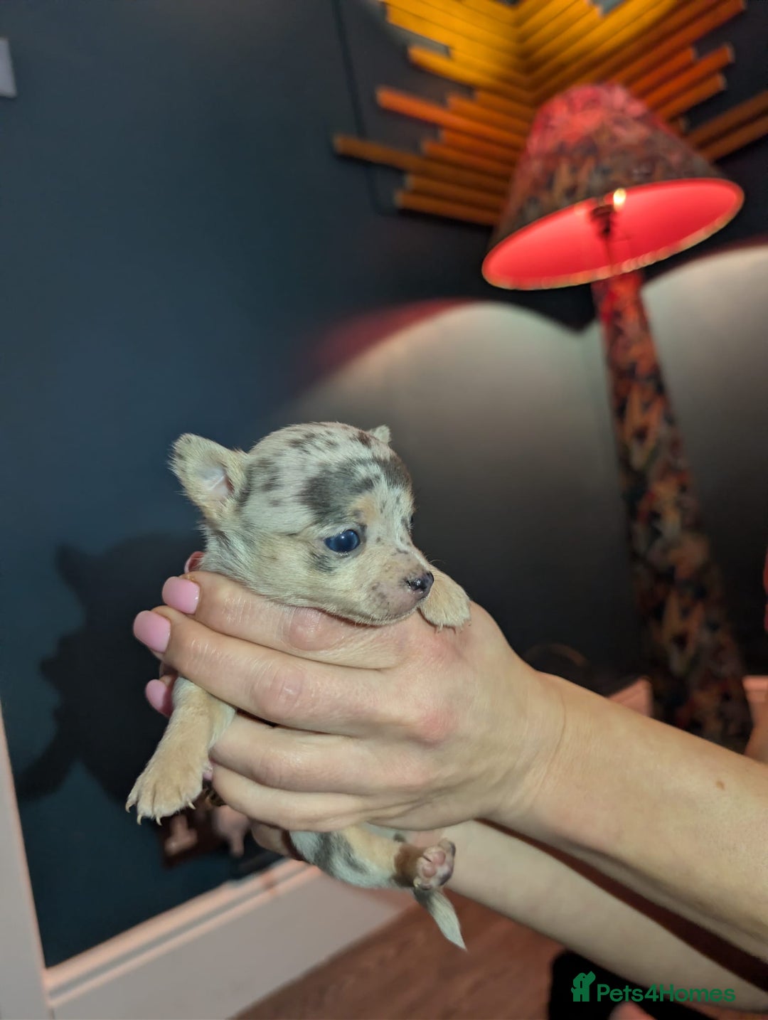 Chihuahua dogs for sale: GORGEOUS LONGHAIRED MERLE CHIHUAHUAS  - Advert 20