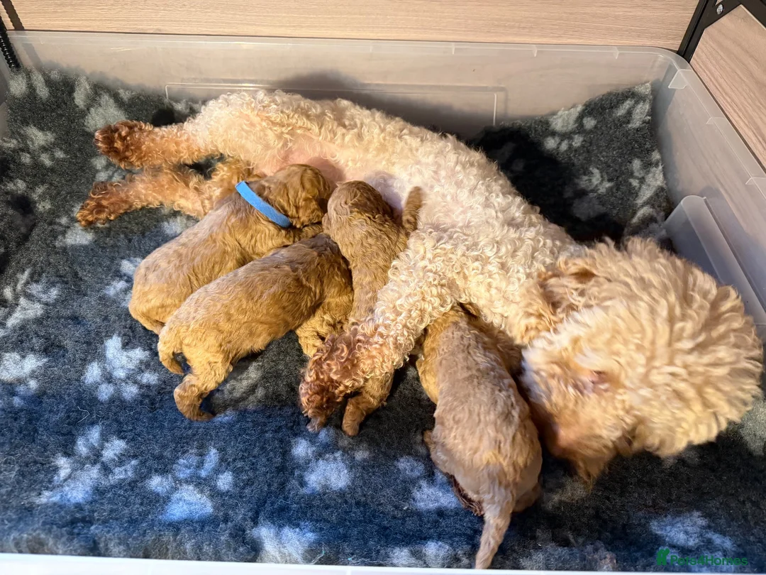 Toy Poodle dogs for sale: Red Genuine Toy Poodle puppies in Ferndown - Advert 1