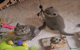 British Shorthair cats for sale: Pure british  shorthair  kittens  - Image 11