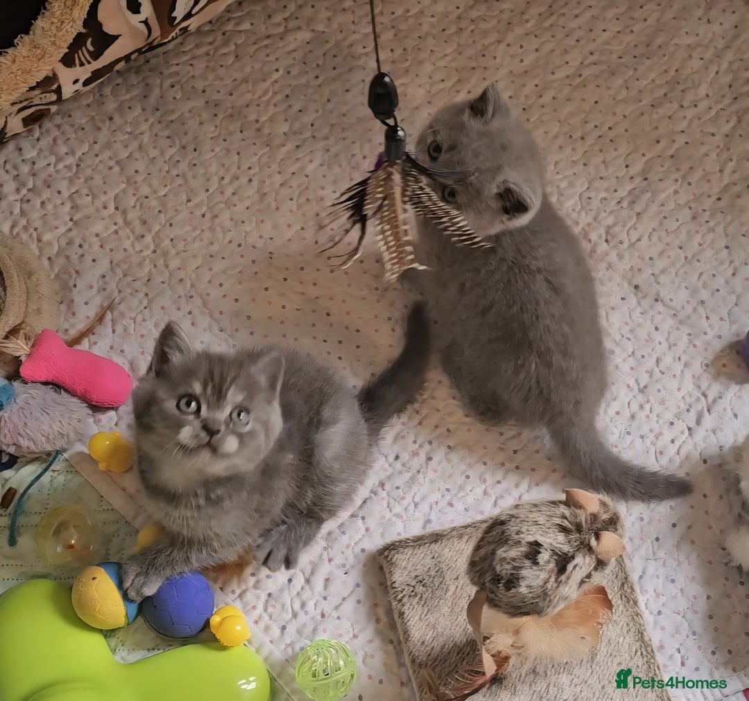 British Shorthair cats for sale: Pure british  shorthair  kittens  - Image 11