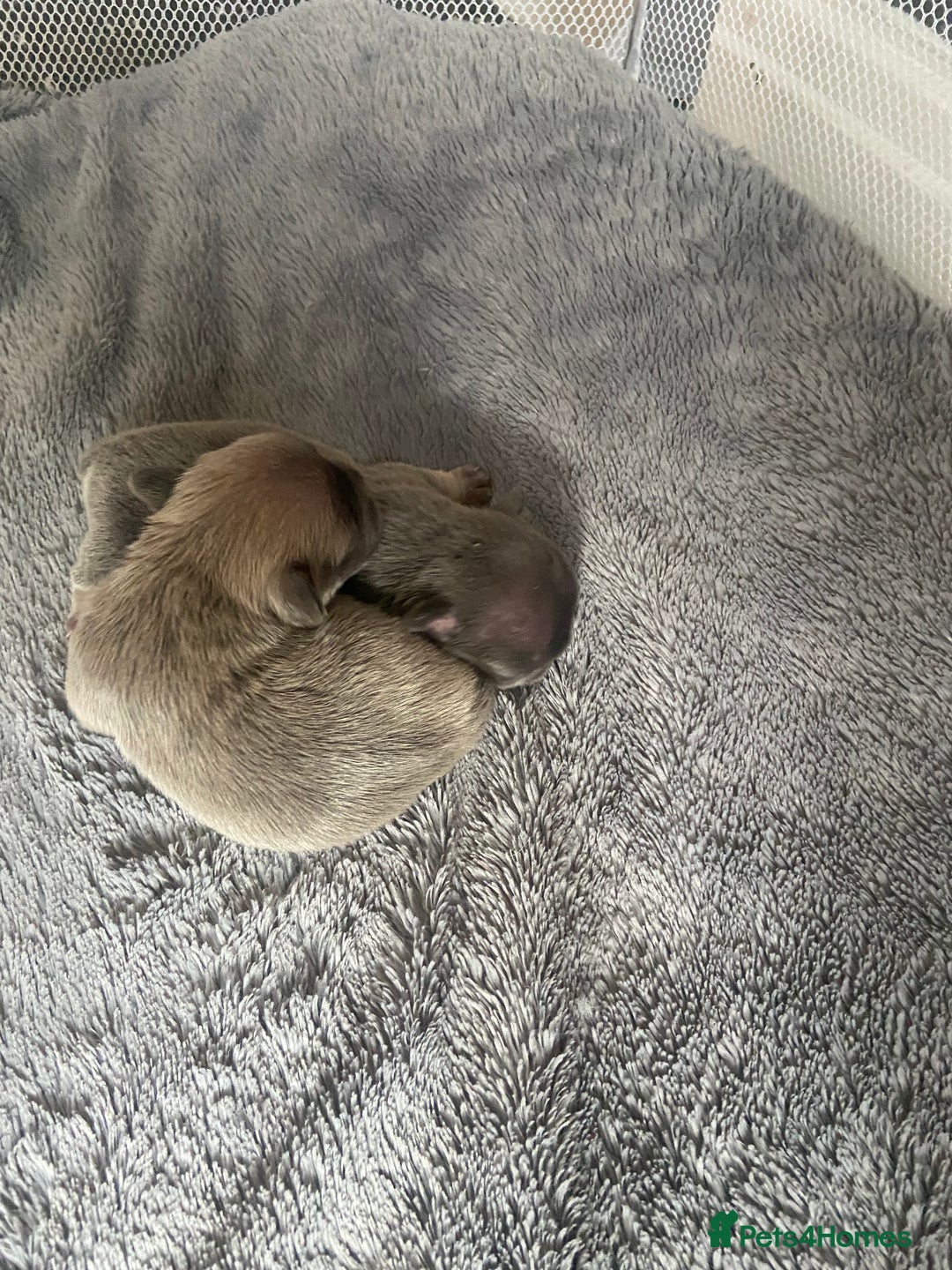 Mixed Breed dogs for sale: French bulldog/English bulldog - Advert 4