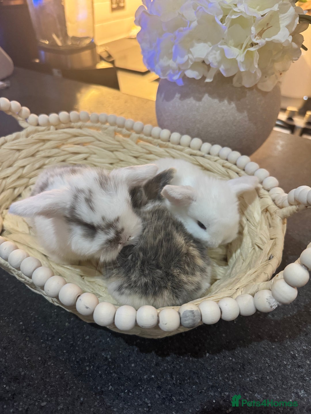 Mini Lop rabbits for sale: Mini lop babies  - Advert 4