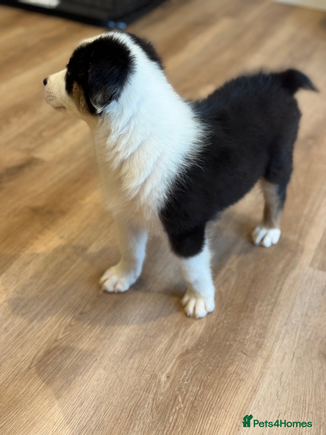 Australian Shepherd dogs for sale: 2 KC registered girl Australian Shepard puppy! - Advert 10