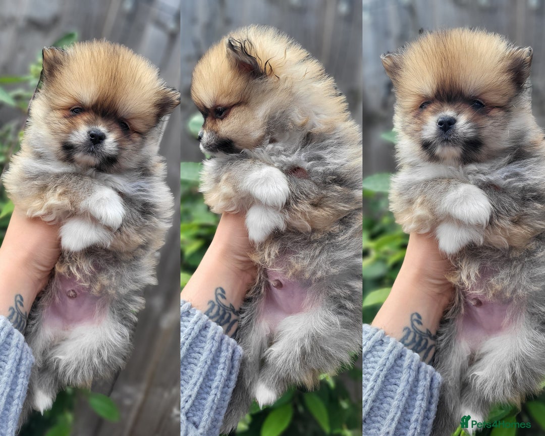 Pomeranian dogs for stud: Kc Pomeranian Male For STUD DUTIES - Advert 37