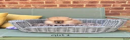 Pomeranian dogs for sale: 🔥Teddy🐻Small🏆Quality  - Advert 22