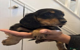 Cocker Spaniel dogs for sale: Fully Show type kc parents DNA tested all clear  - Image 9
