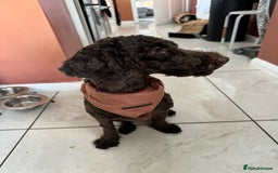 Poodle dogs for sale: 🐾 Loving Home for My Beautiful Pedigree Dog 🐾 - Image 3