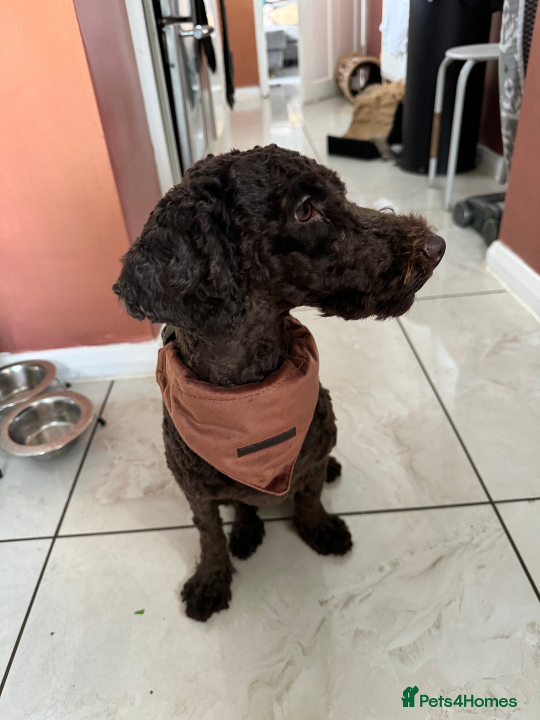Poodle dogs for sale: 🐾 Loving Home for My Beautiful Pedigree Dog 🐾 - Image 3