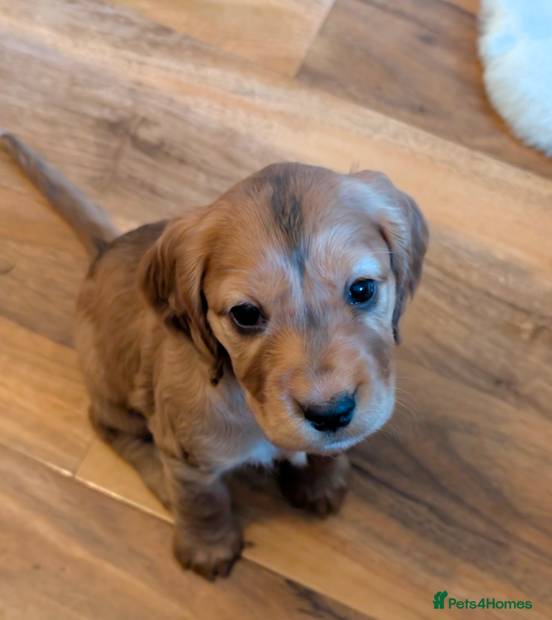 Cocker Spaniel dogs for sale: Beautiful cocker spaniel pups  - Image 19