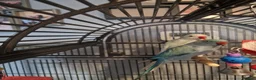 Ringnecks birds for sale: 2 indian Ringneck parakeets in Deal - Advert 1
