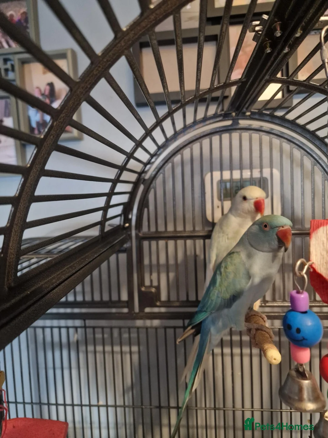 Ringnecks birds for sale: 2 indian Ringneck parakeets in Deal - Advert 1