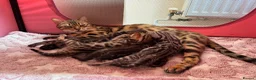 Bengal cats for sale: Beautiful TICA brown and silver Bengal kittens  - Advert 1