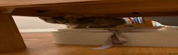 Mixed Breed cats for sale: Half Siberians  - Advert 22