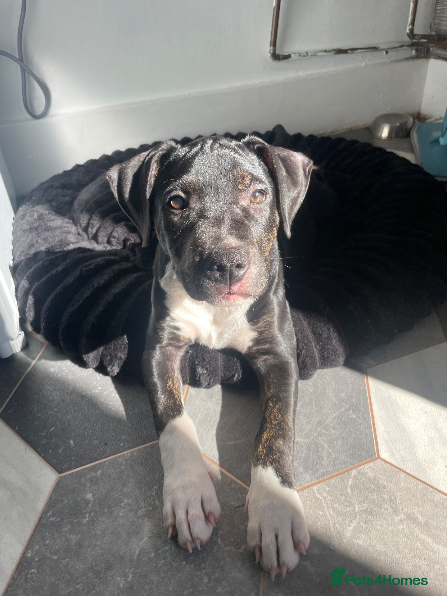 Mixed Breed dogs 13 week old staff mixed with pocket bully  - Advert 1