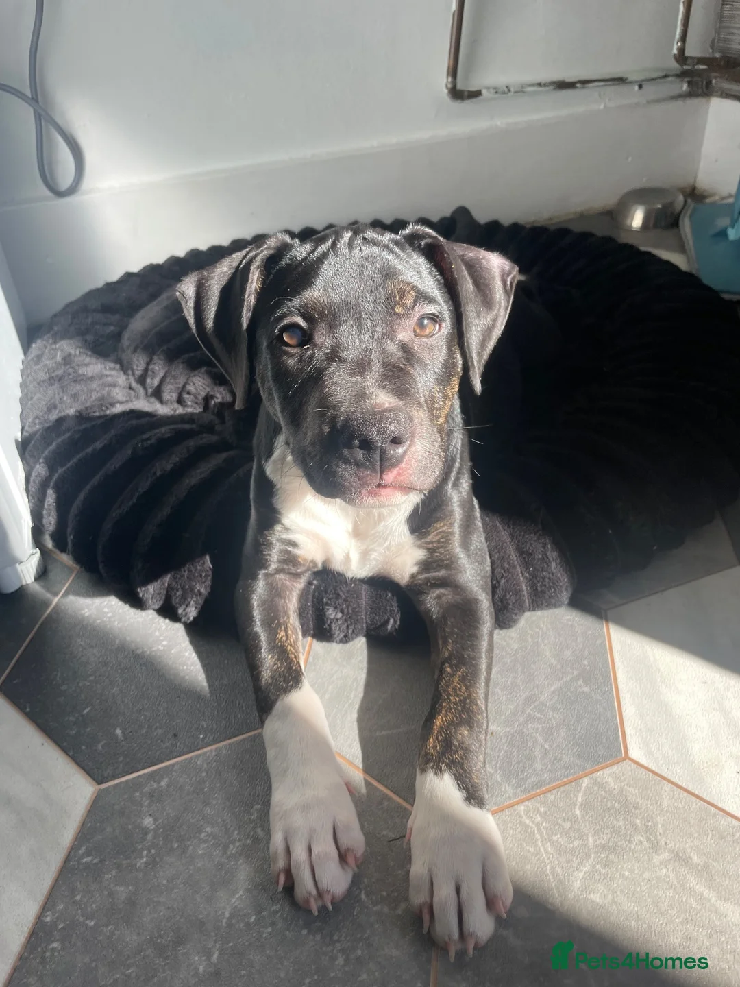 Mixed Breed dogs for sale: 13 week old staff mixed with pocket bully  in Bury - Advert 1