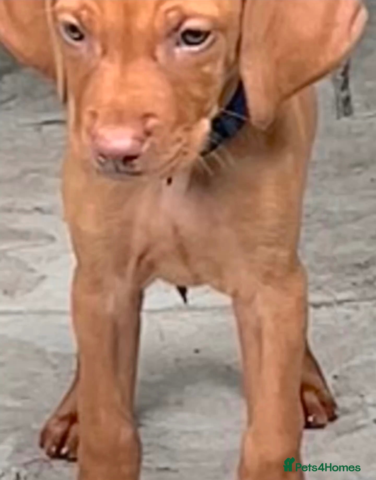 Hungarian Vizsla dogs KC Stunning Hungarian vizsla puppies  - Advert 2