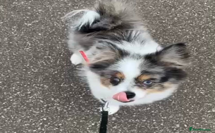 Pomeranian dogs in London - Advert 3