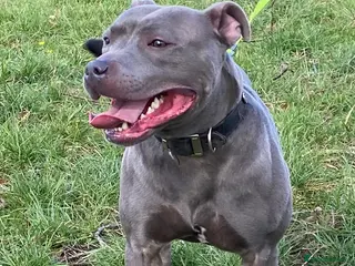Staffordshire Bull Terrier dogs STUD…Blue Siras Champion Bloodlines in Stroud - Advert 9