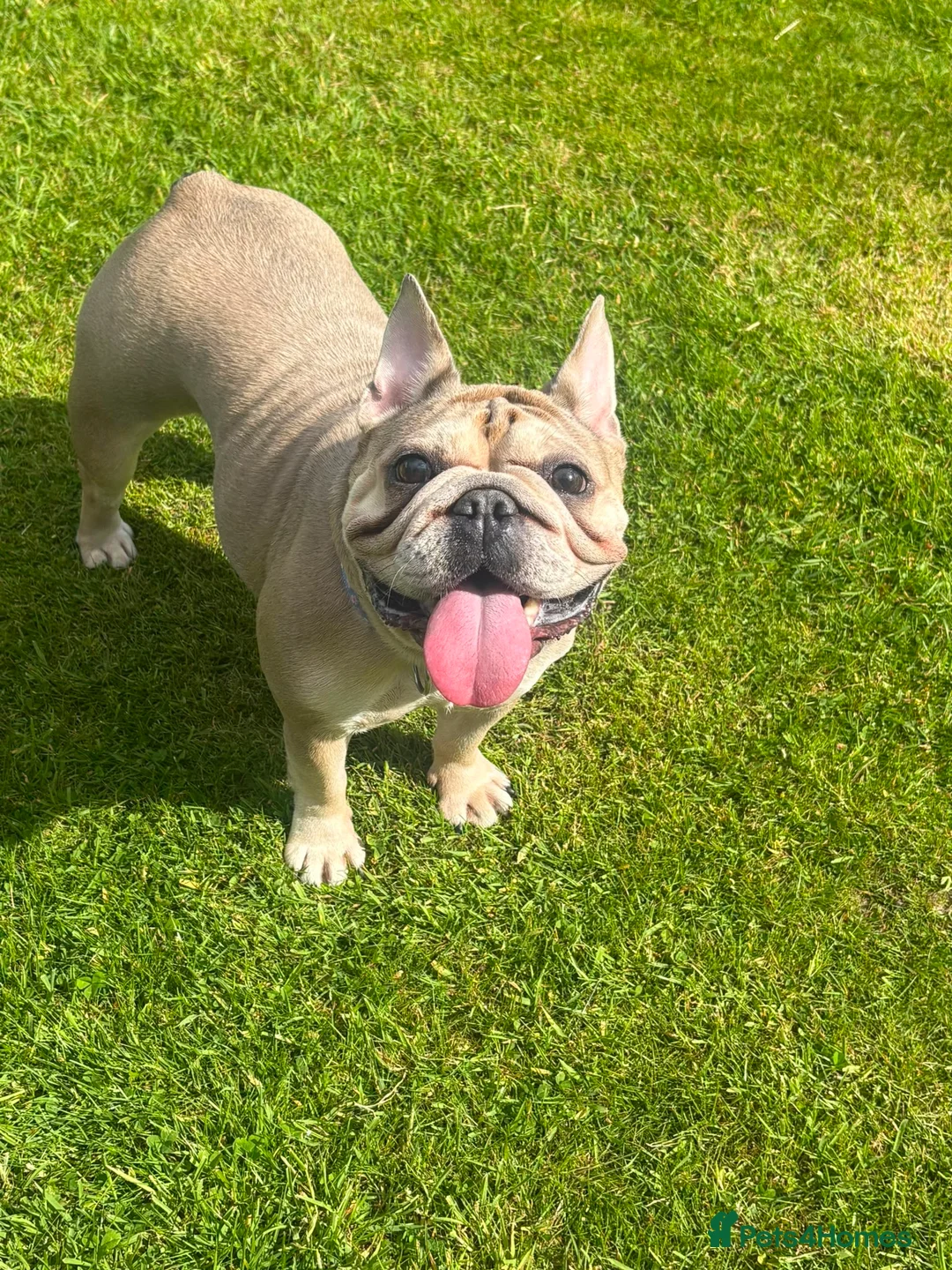 French Bulldog dogs for sale: French bulldog - Advert 2