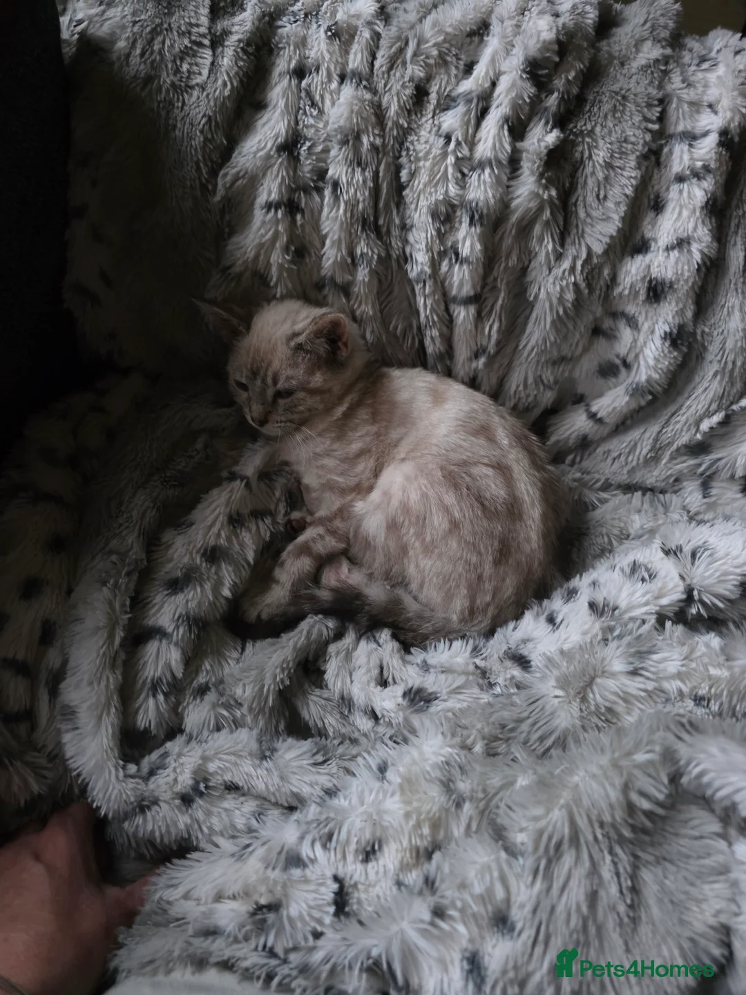 Mixed Breed cats for sale: Snow bengal x kittens ready now - Advert 3