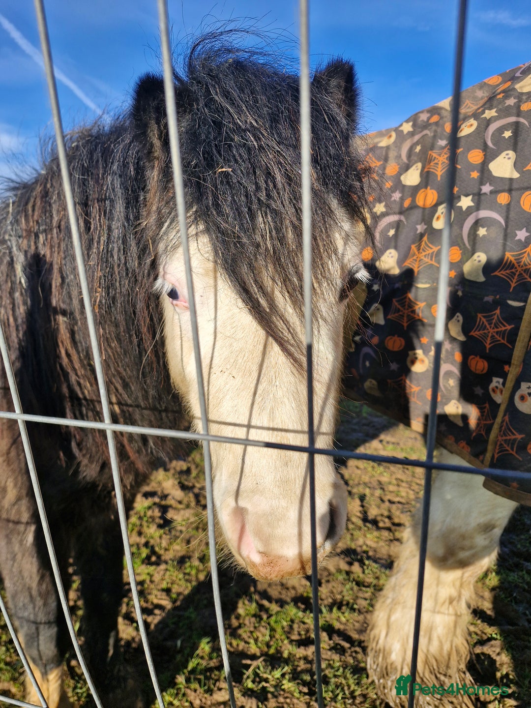 Welsh Section A horses for sale: Friendly 2.5 year colt  - Advert 5