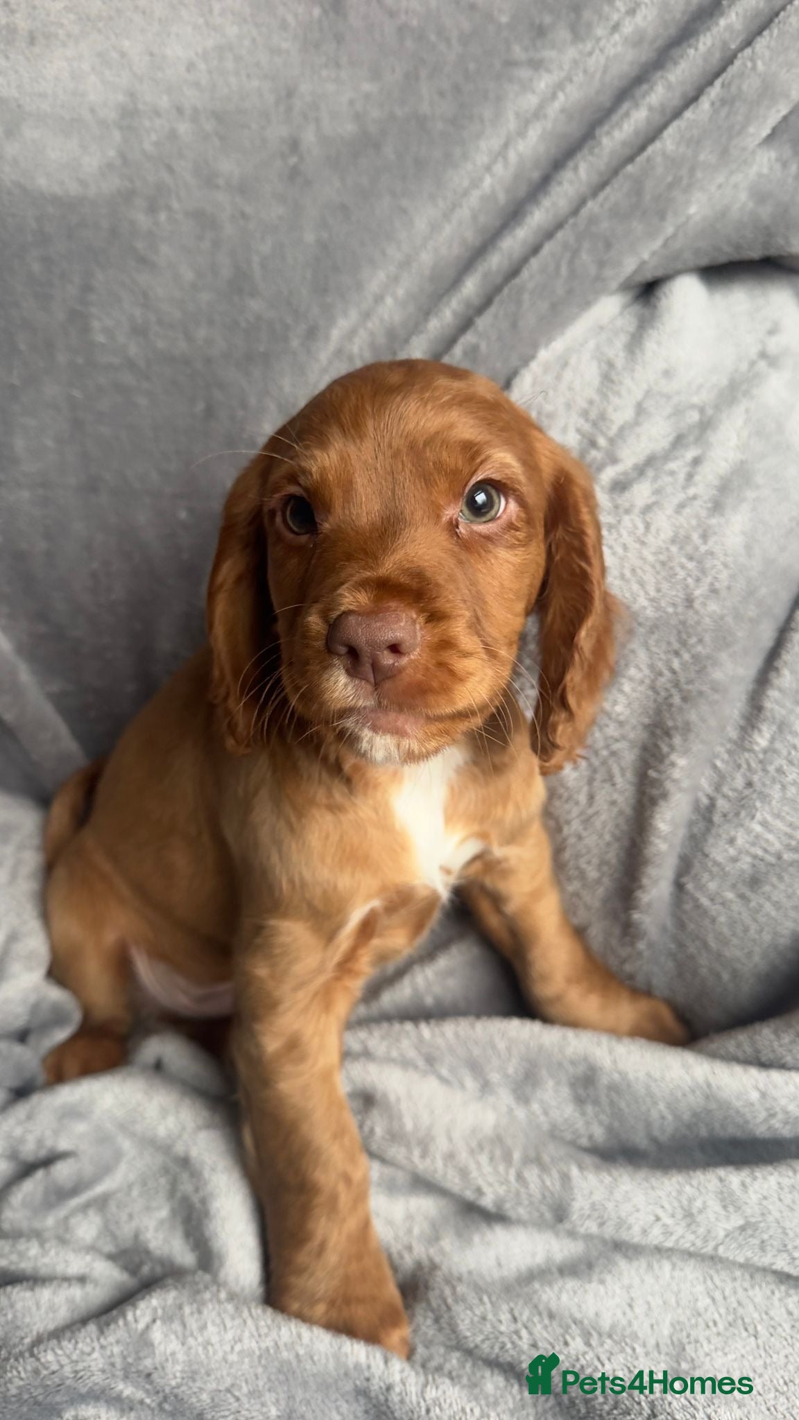 Cocker Spaniel dogs 1 BOY READY NOW! KC registered Cocker spaniel  - Advert 7