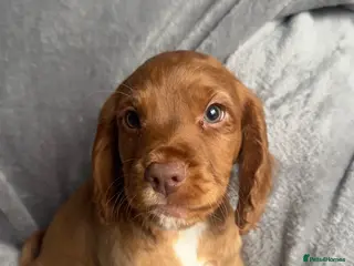 Cocker Spaniel dogs 1 BOY READY NOW! KC registered Cocker spaniel - Advert 8