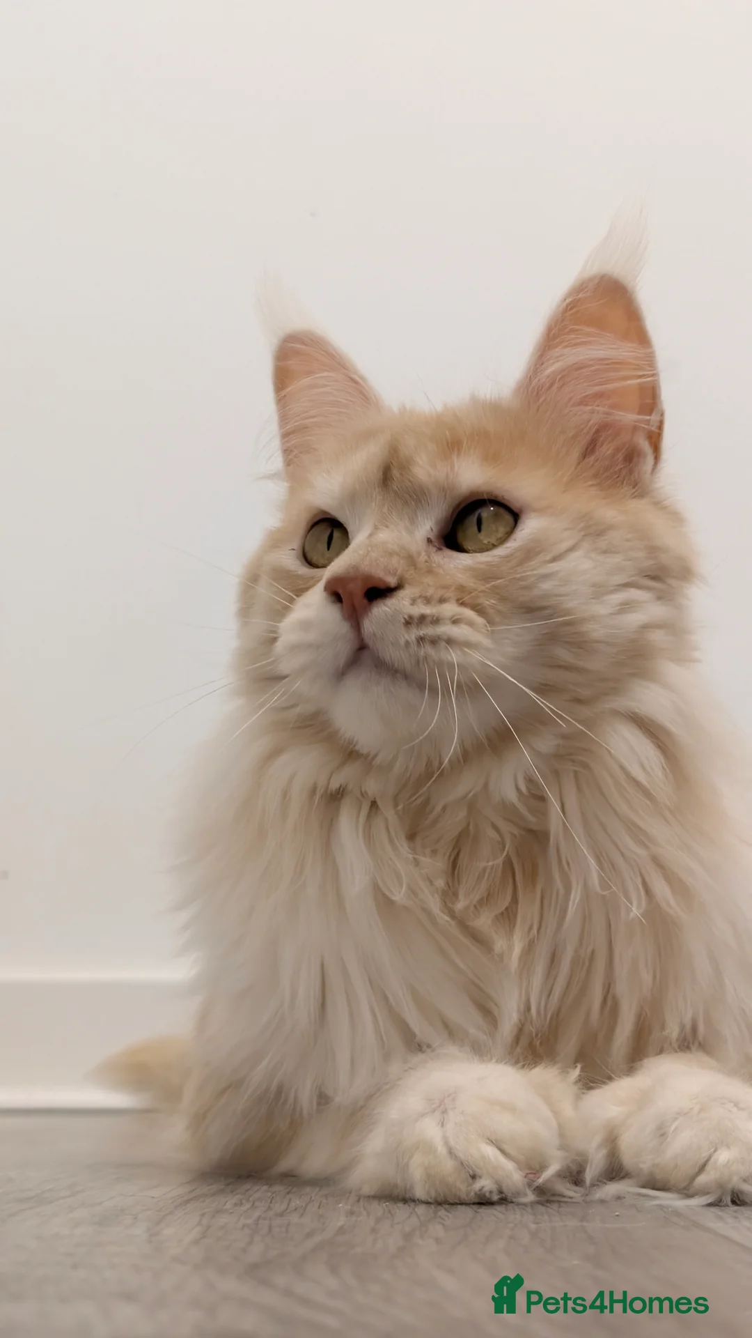 Maine Coon cats for sale: 66/66 TICA Champ Line Maine Coon Polydactyl Stud  - Advert 3