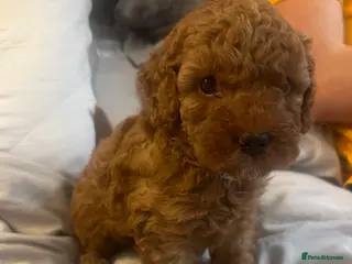 Cavapoo dogs Adorable red F1B Cavapoo Boy - Advert 1