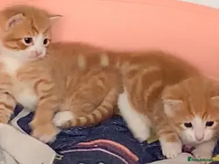 Mixed Breed cats Four kittens looking for loving forever homes . - Advert 9